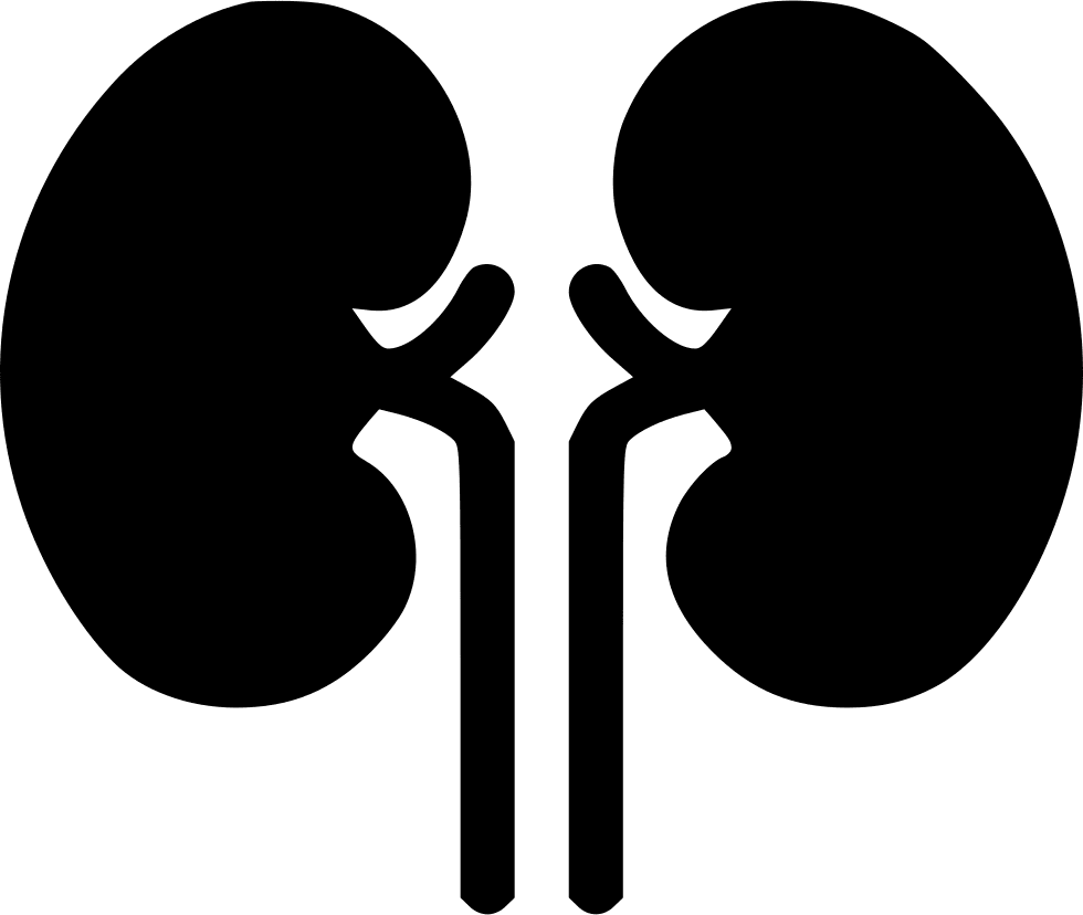 Premium vector kidney human anatomy biology organ body system clipart