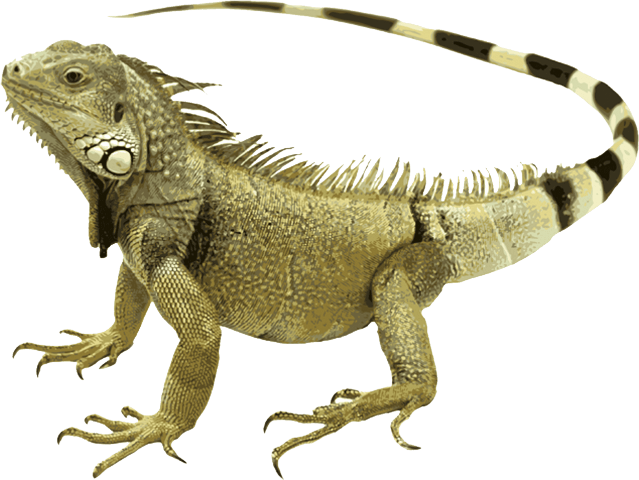 Iguana clipart background