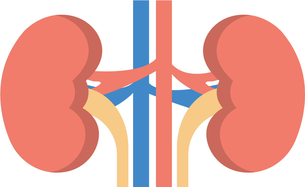 Human kidney anatomy clipart vector