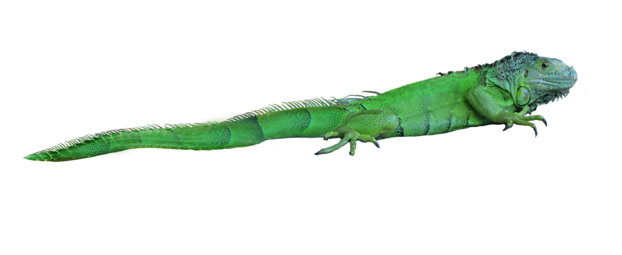 Iguana image size clipart 4