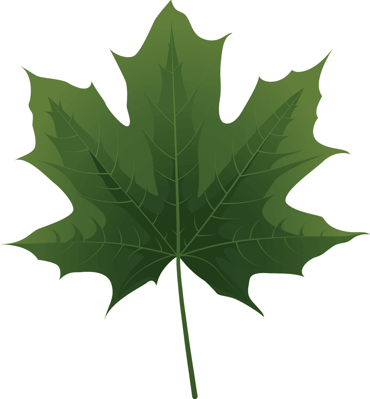 Maple leaf norway green vector clipart images