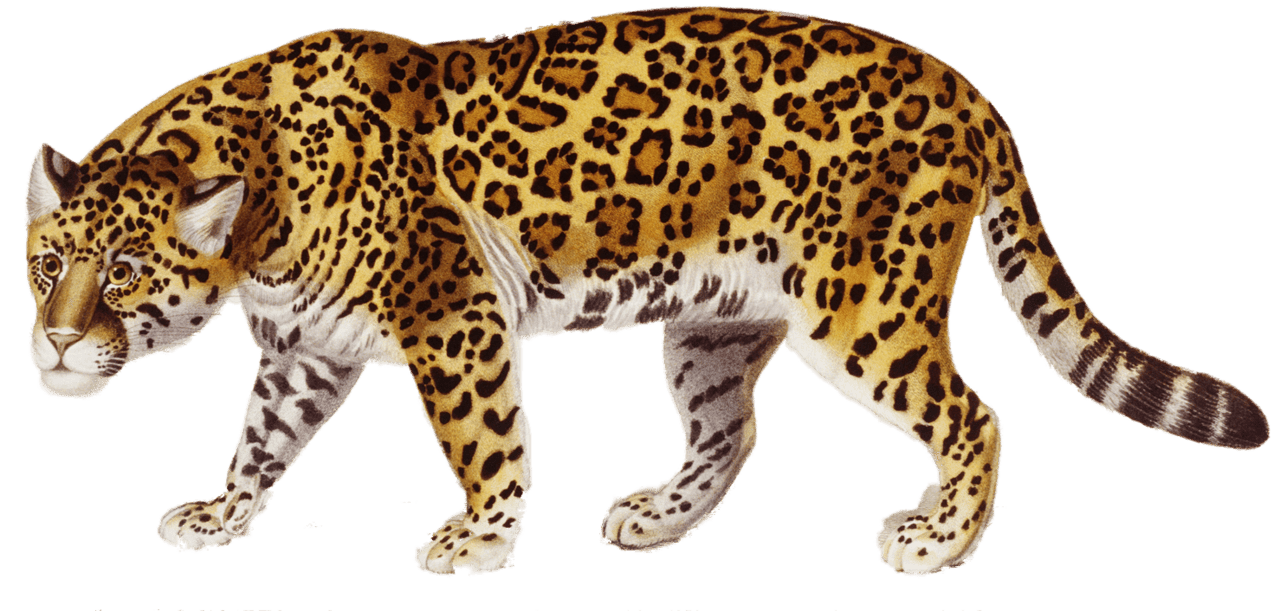 Jaguar image size clipart