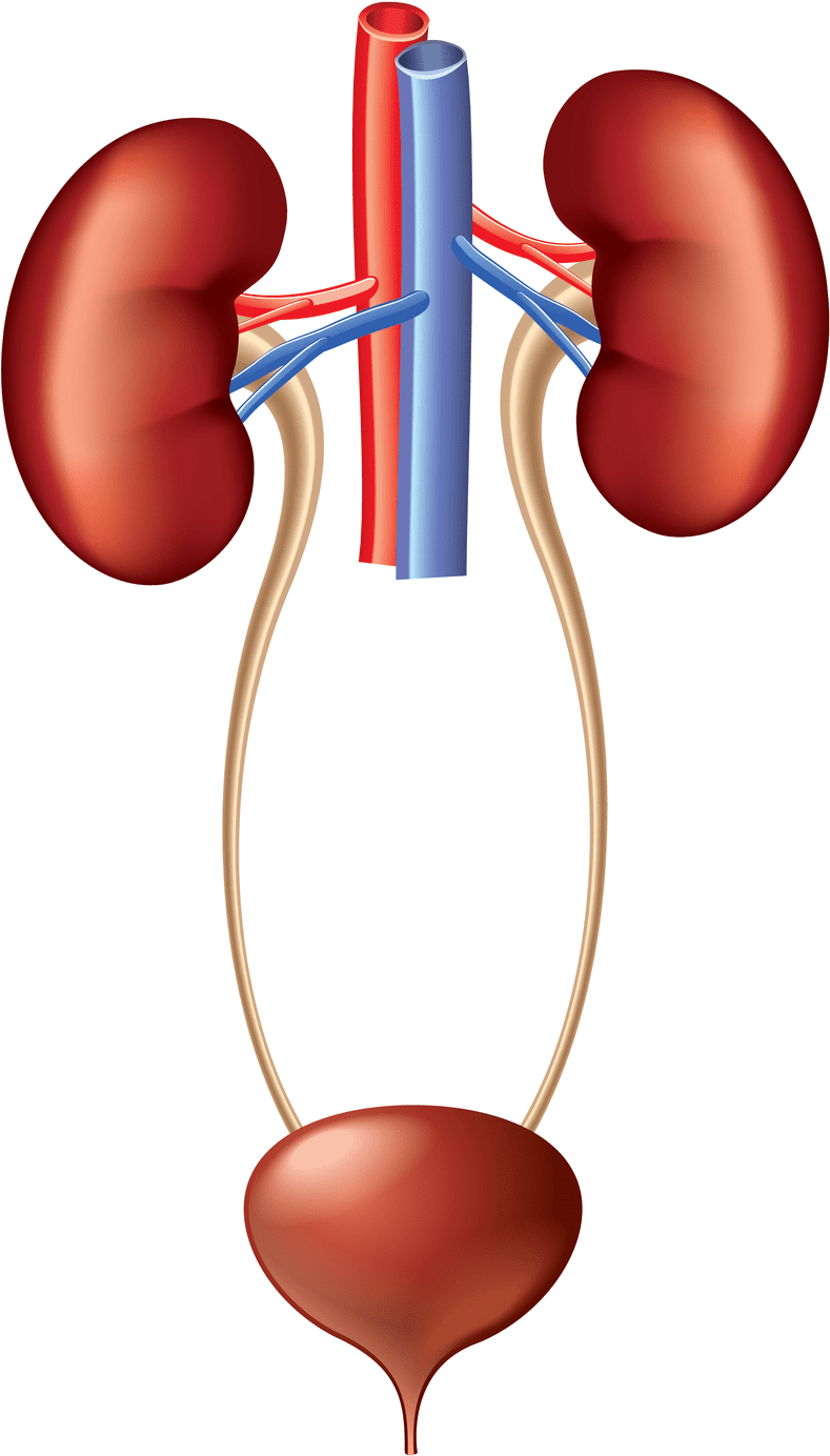 Hd kidney clipart urinary system image