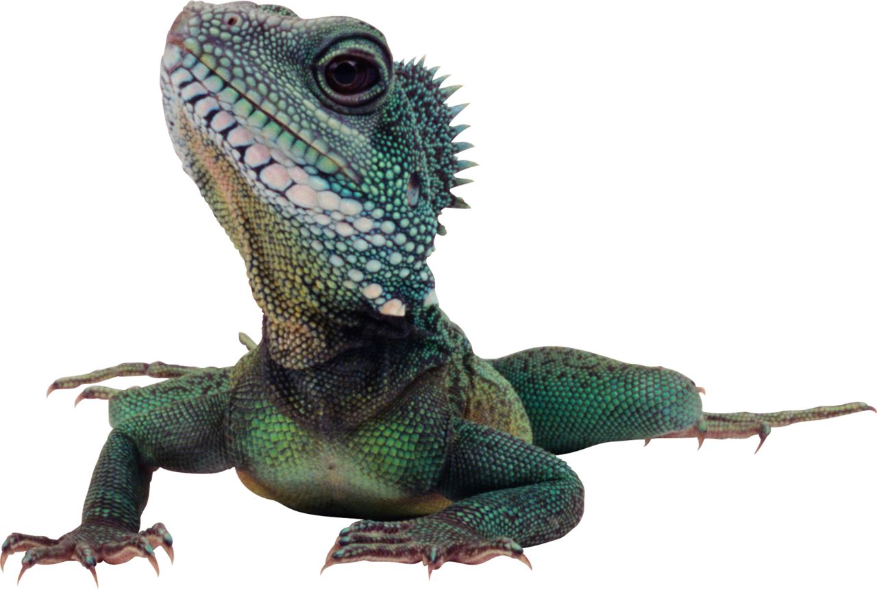 Iguana image size clipart 7