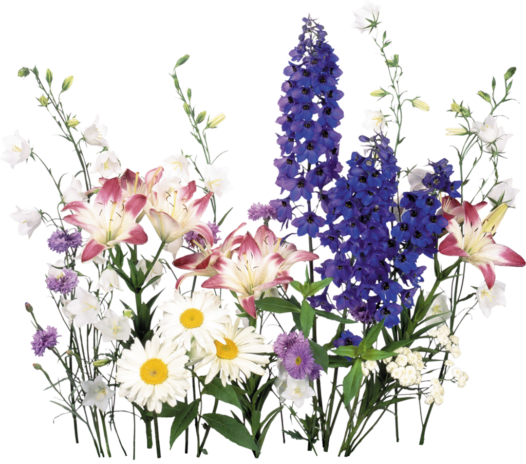 Lavender pin page clipart free