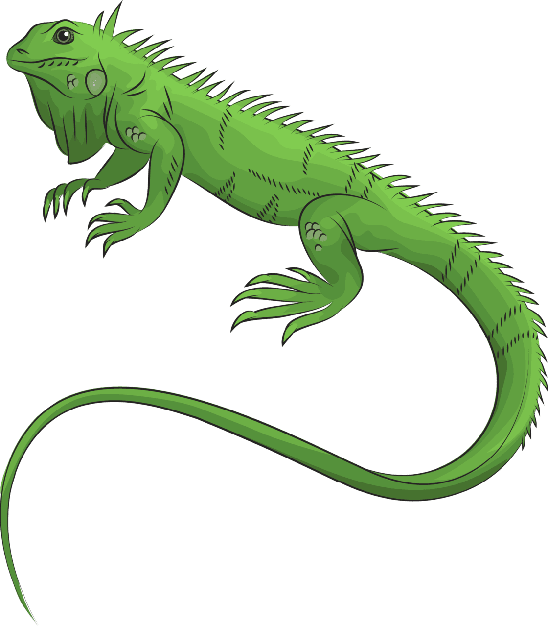 Iguana vector clipart images 6