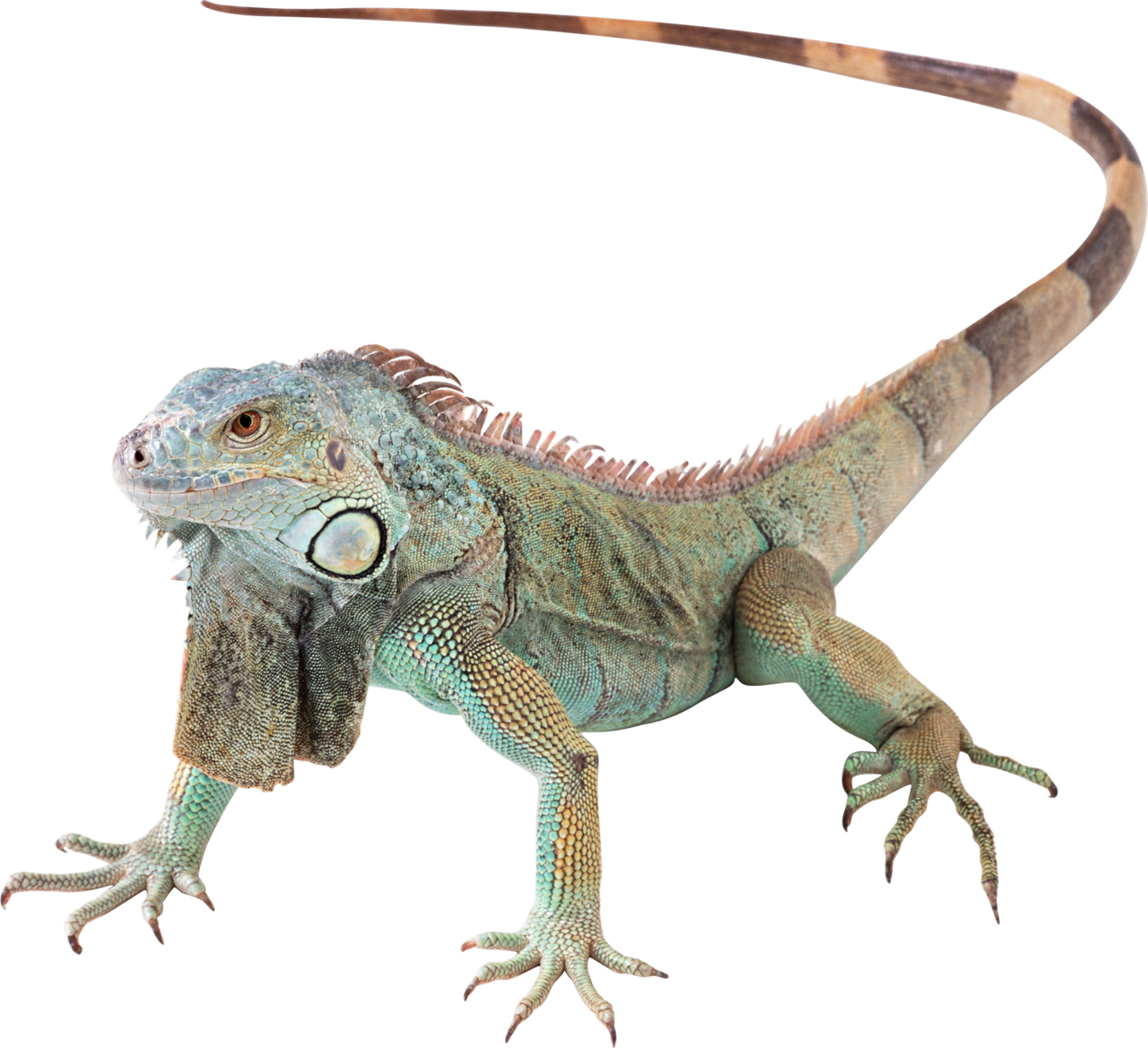 Iguana image size clipart 6