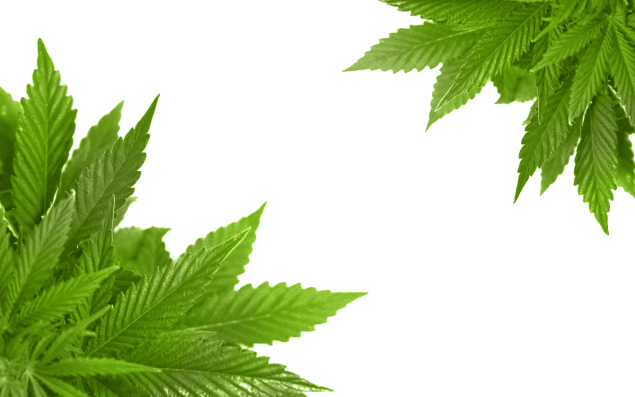 Marijuana leaf cannabis image size clipart 2