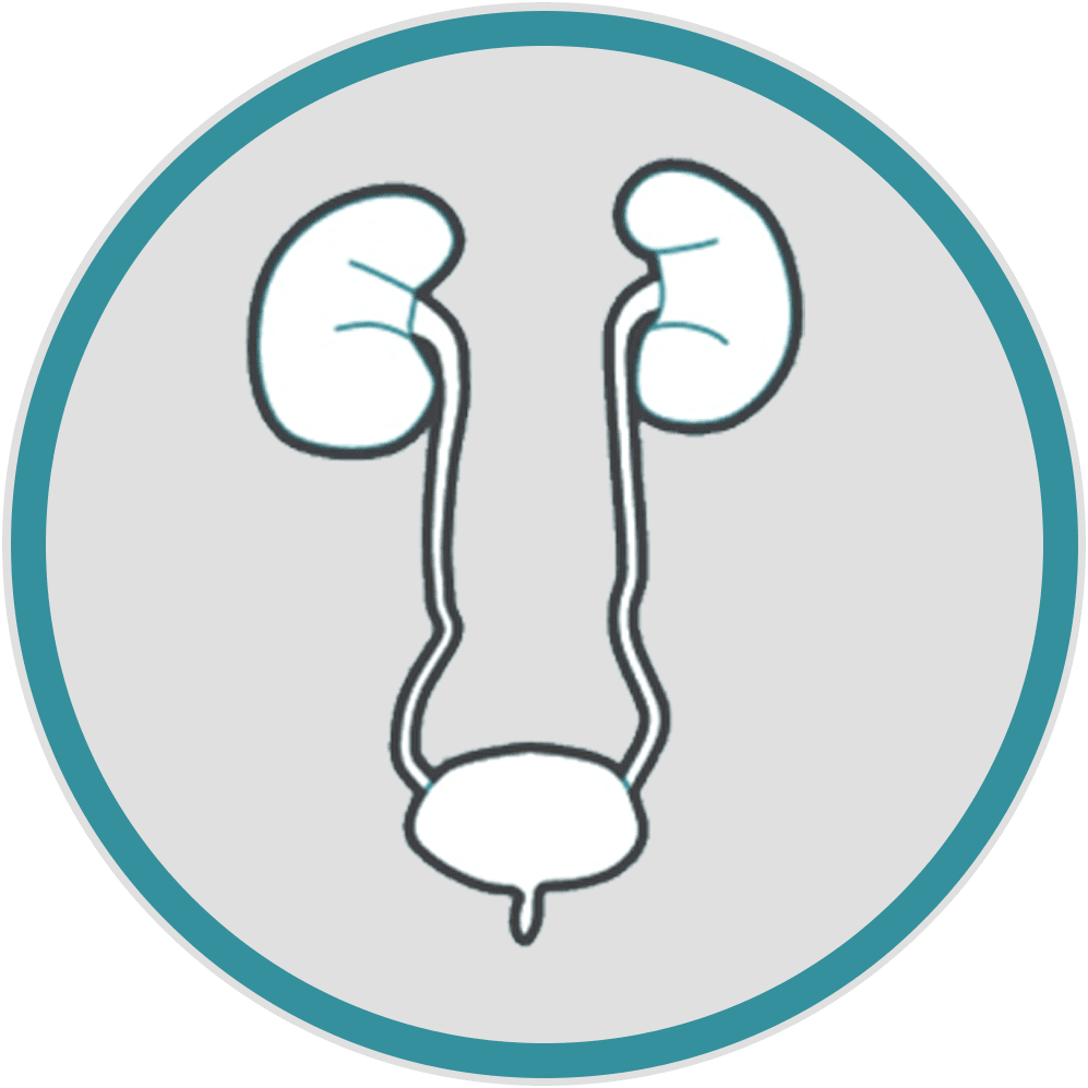 Kidney urology clipart logo