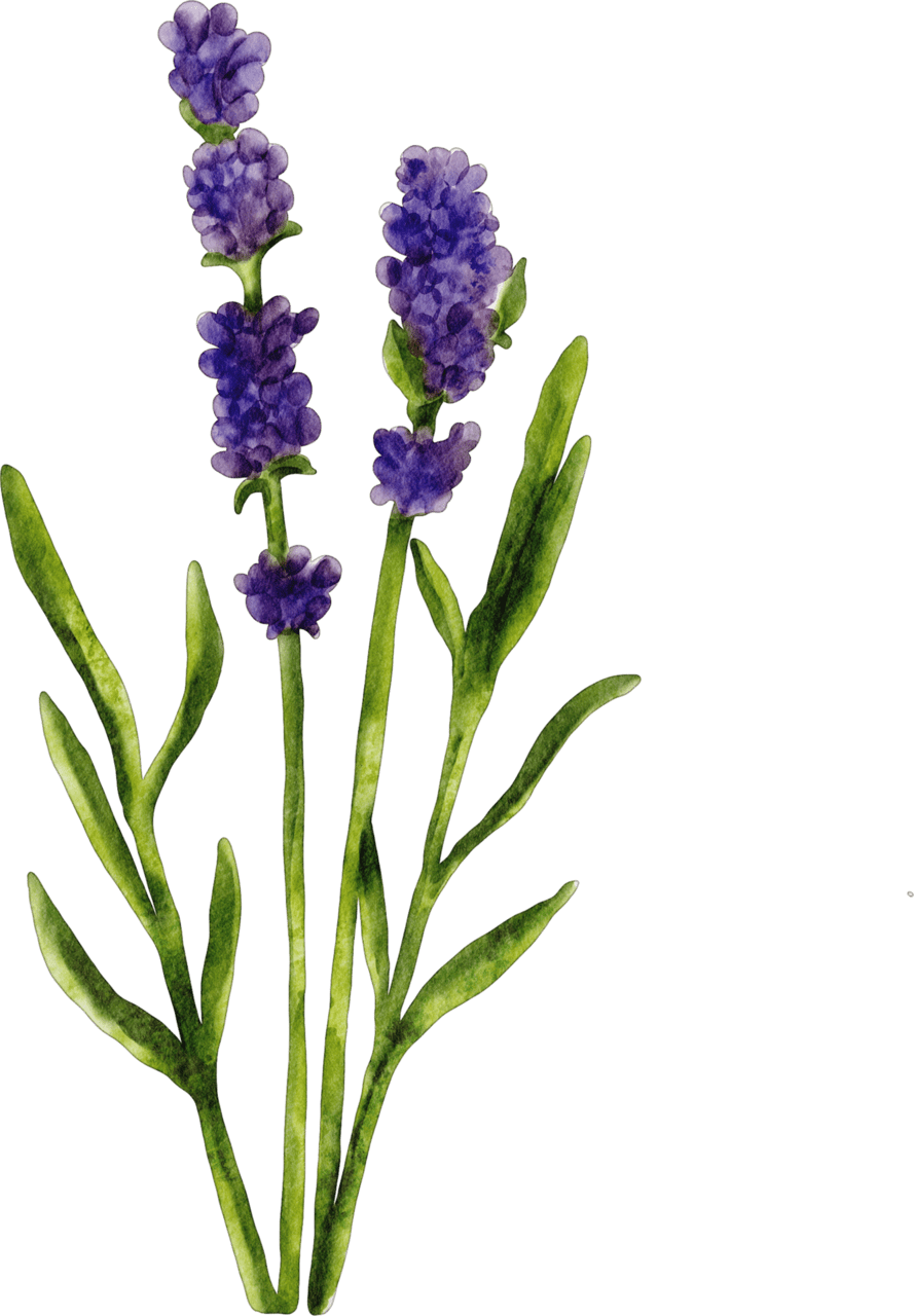 Lavender clipart all photo