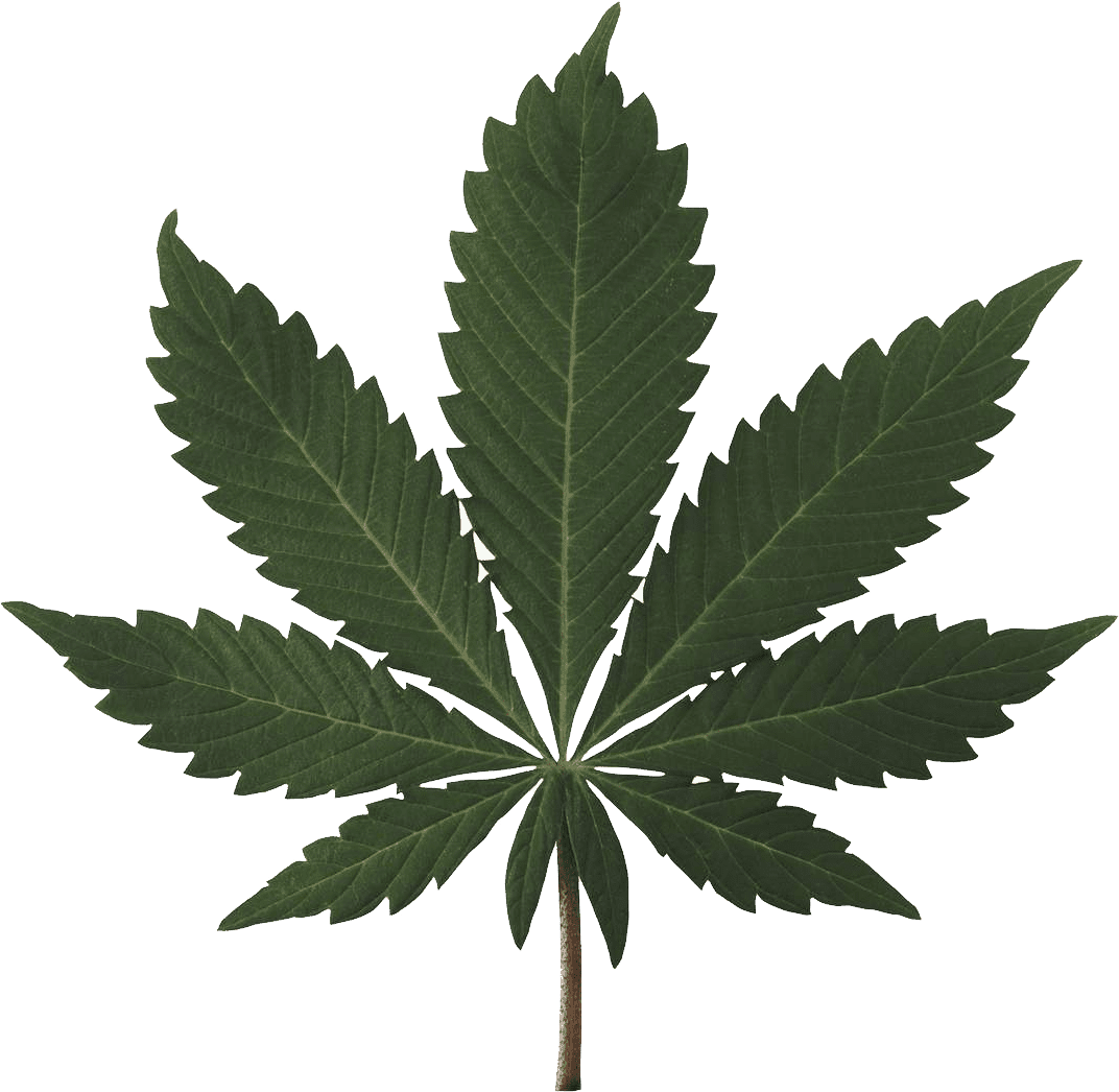 Marijuana leaf cannabis plant image cc library clipart