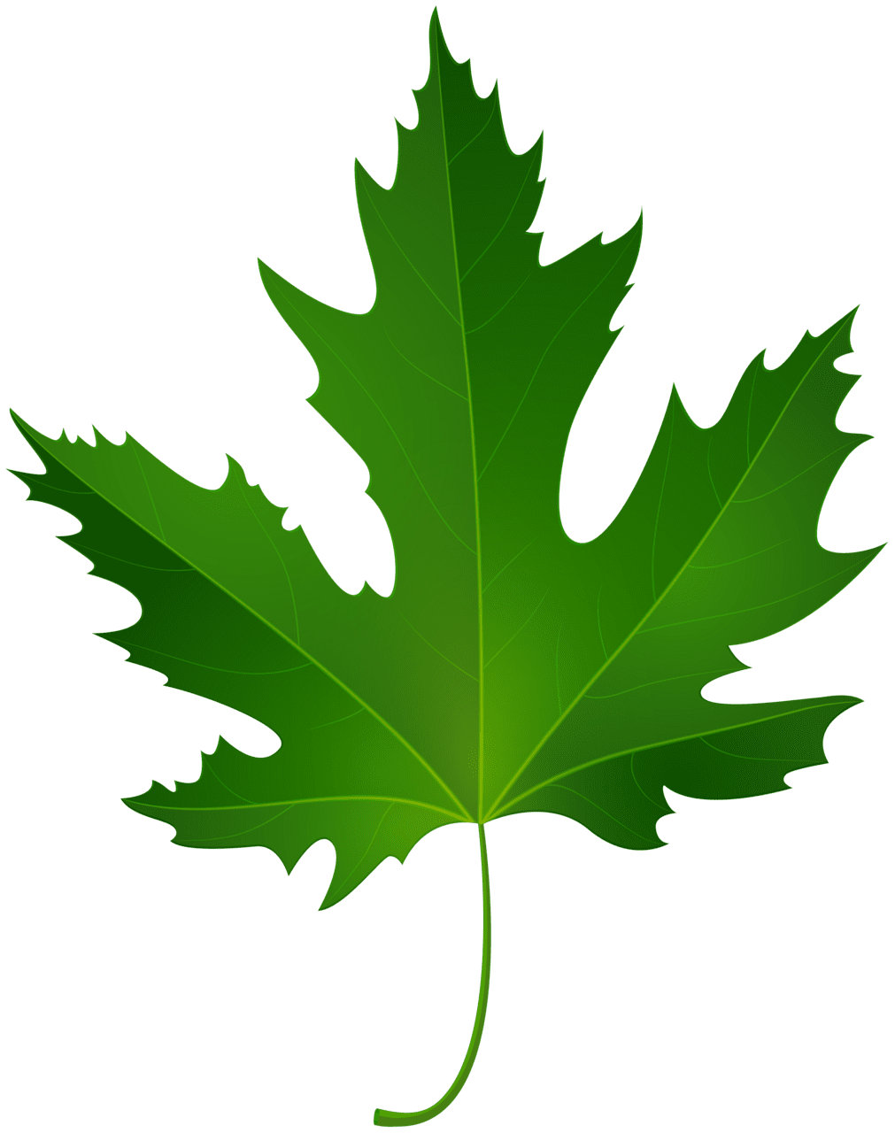 Maple leaf clipart best image