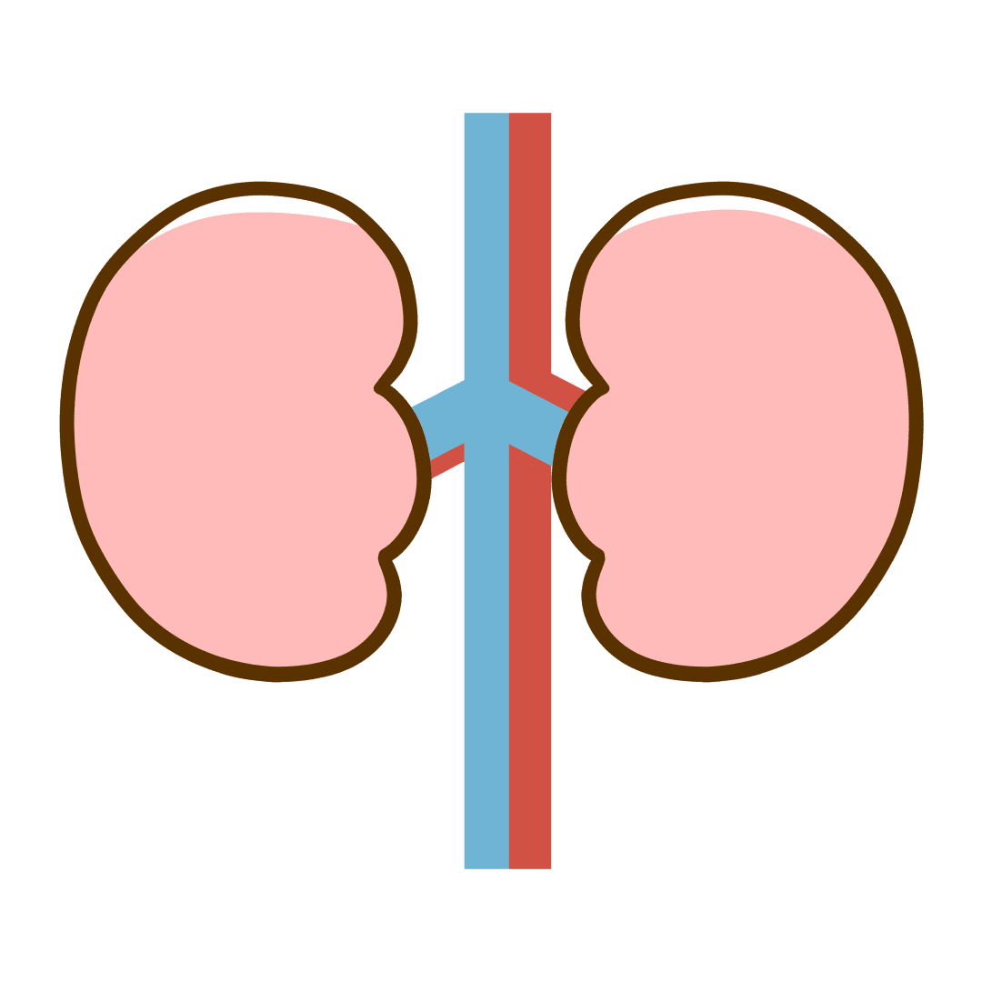 Kidney clipart vector