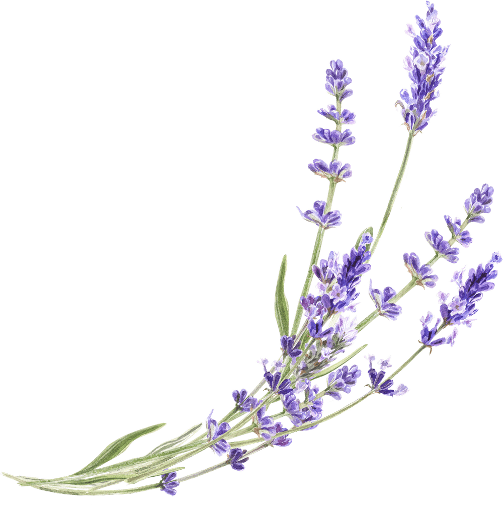 Tito lavender infusion clipart image