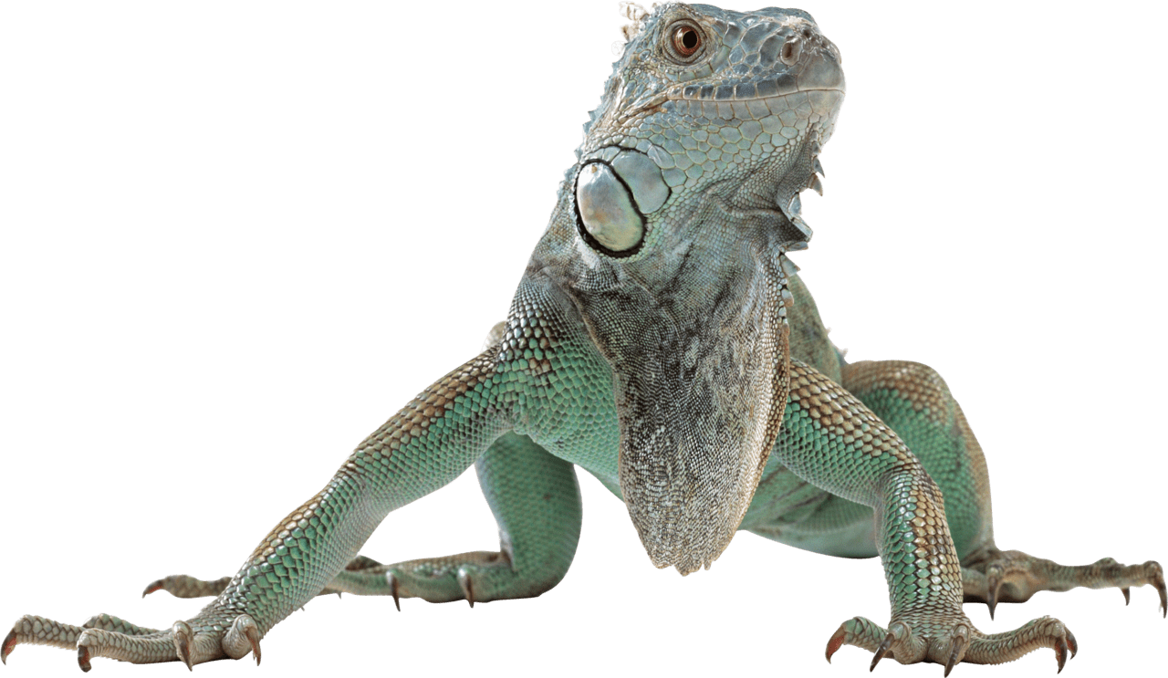 Iguana image size clipart 5