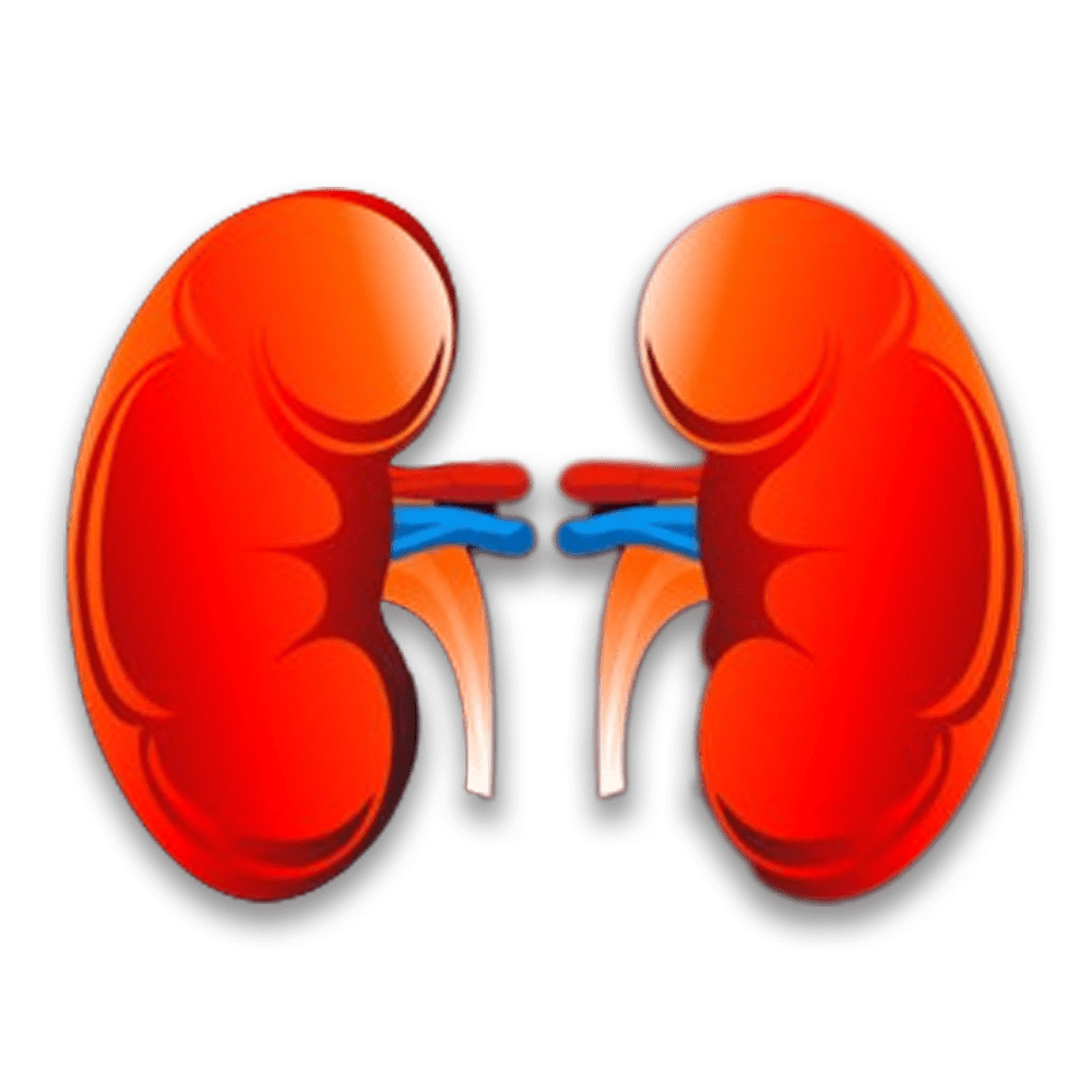 Kidney urology santosh hospital varanasi clipart clip art