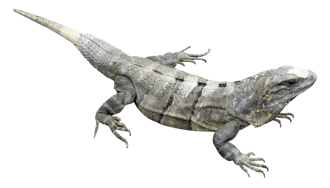 Iguana image cc library clipart