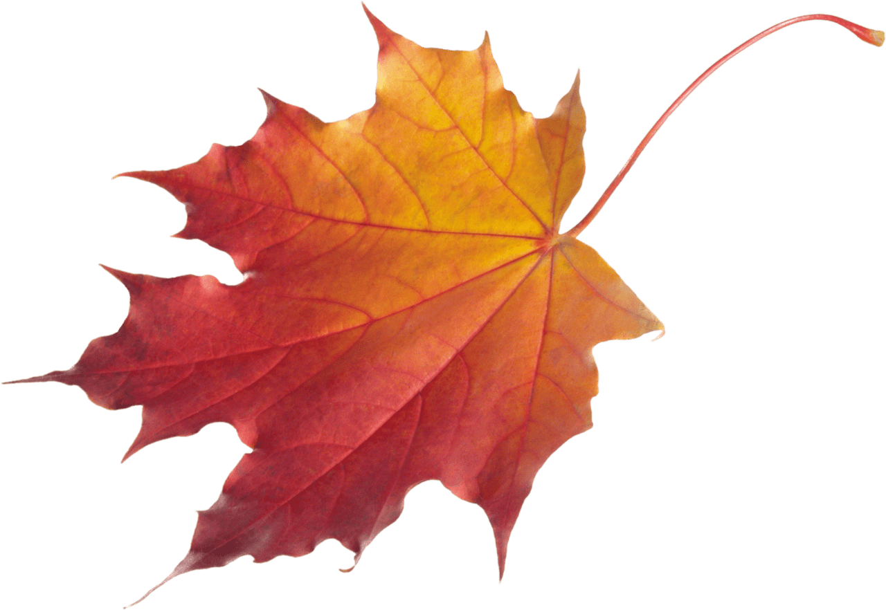 Maple leaf autumn image size clipart