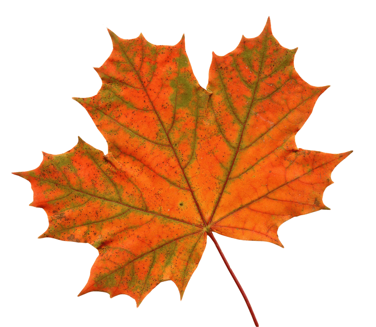 Large maple leaf clipart clip art