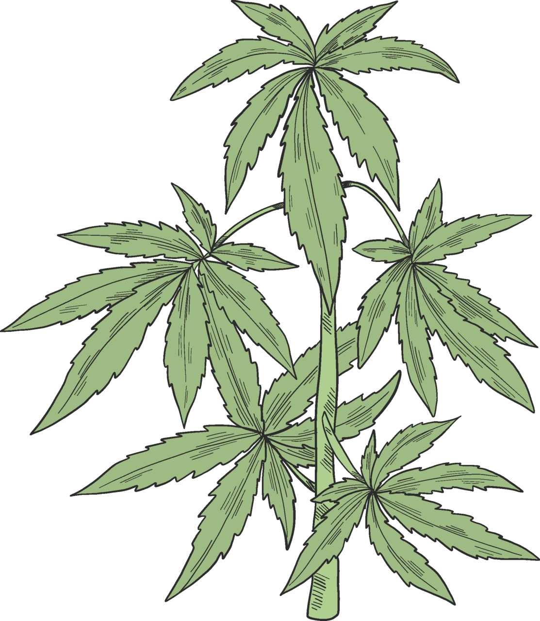 Marijuana leaf plant vector clipart images