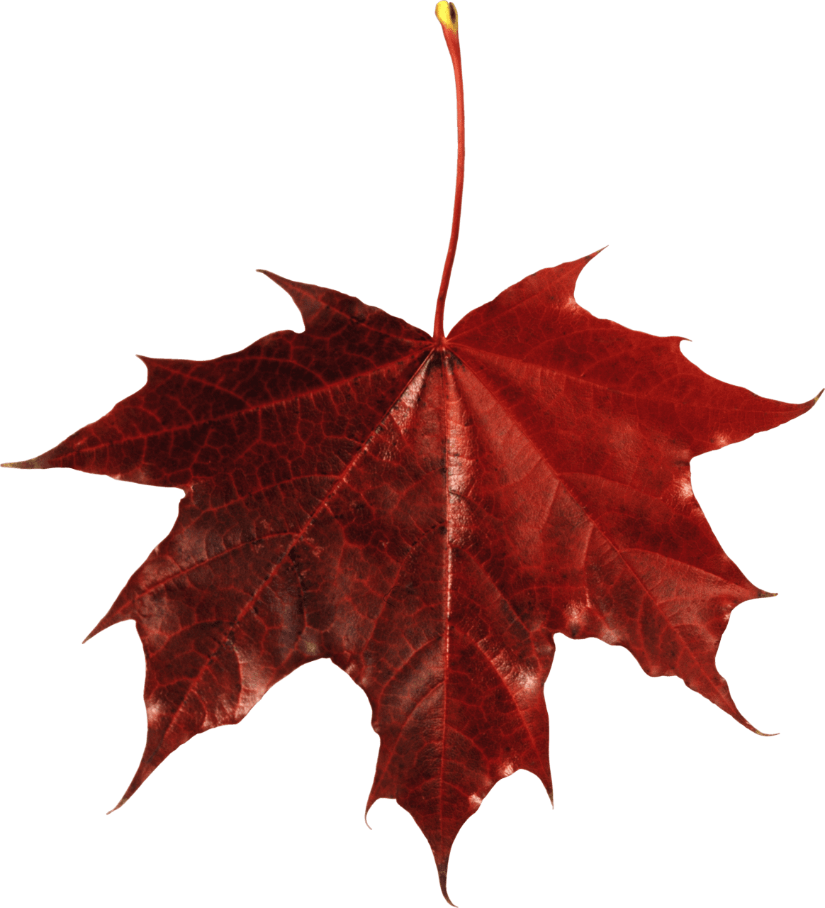 Maple leaf fall clipart clip art