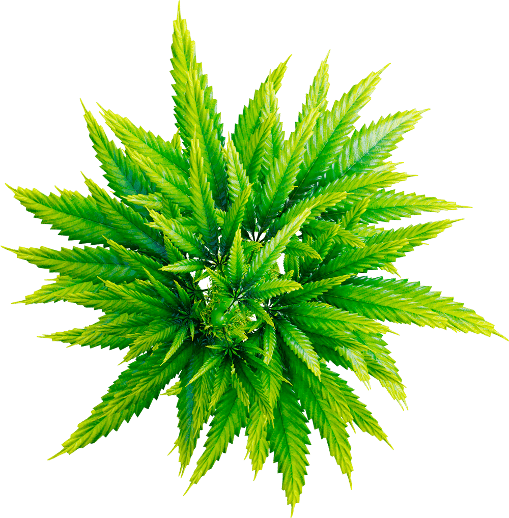 Marijuana leaf miracle medical doctor clipart background