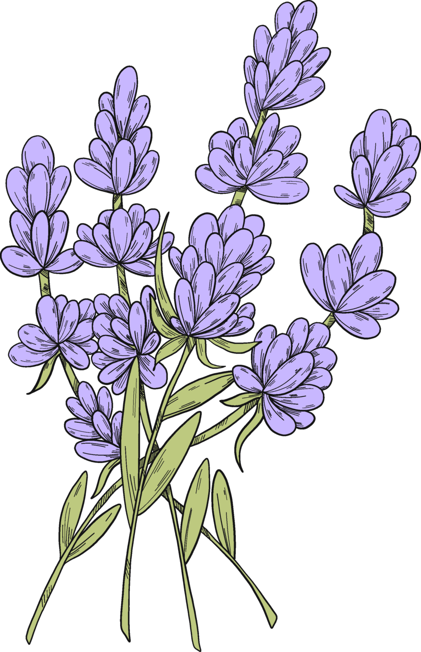 Lavender vector clipart images 4