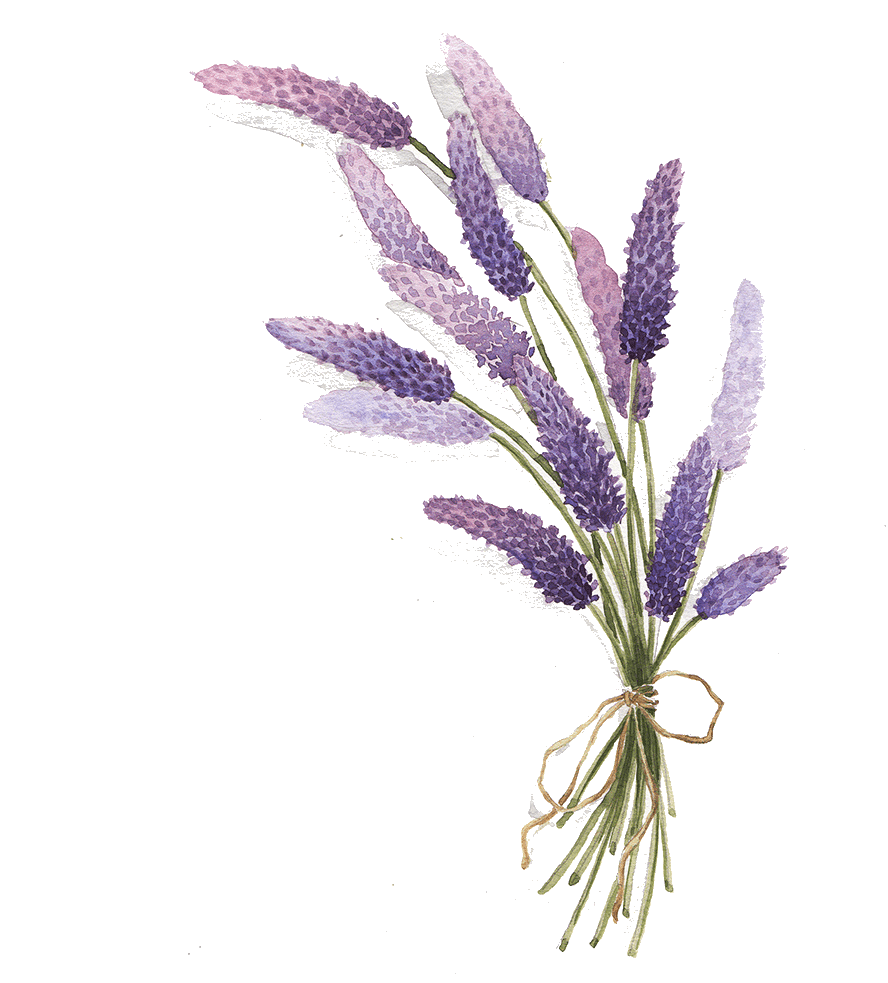 Lavender ideas de flores turquesa decoraci unas disenos clipart free