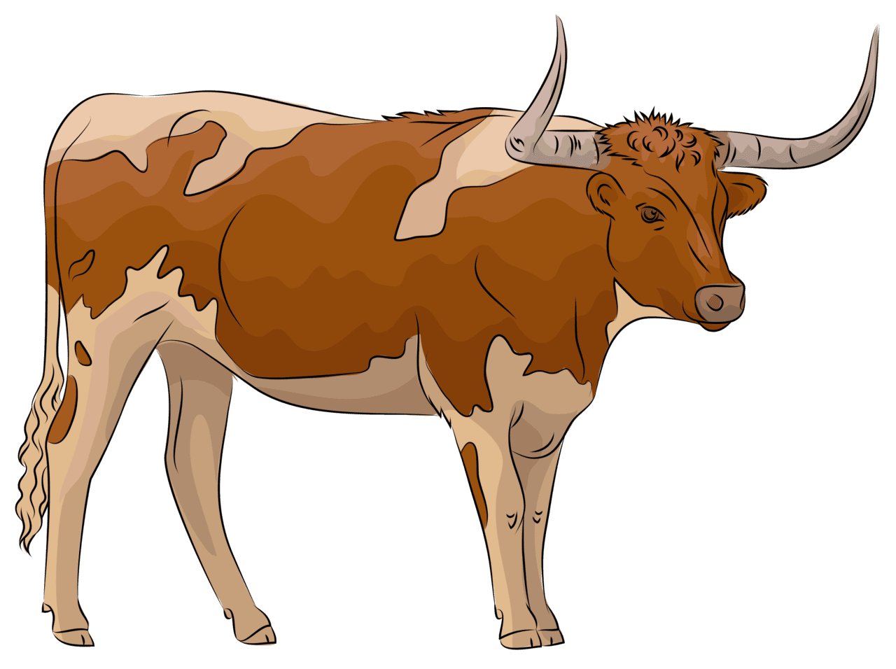 Longhorn vector clipart images 2