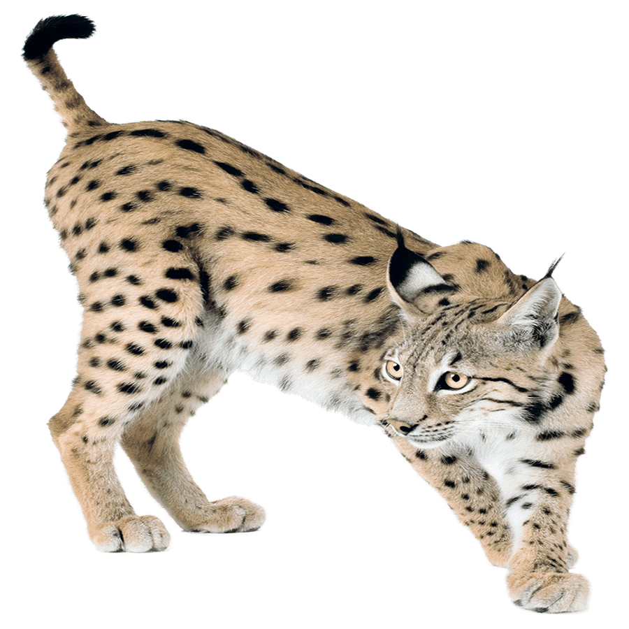 Jaguar bobcat images hd photo clipart