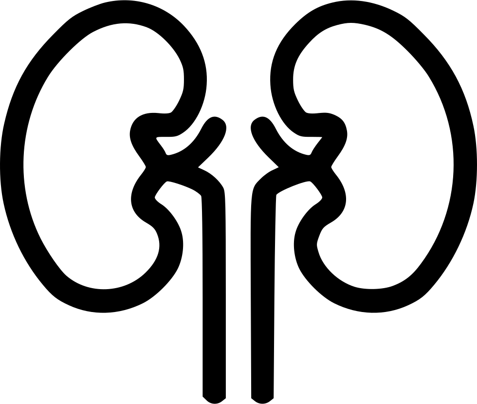 Human kidney outline graphic clipart photo