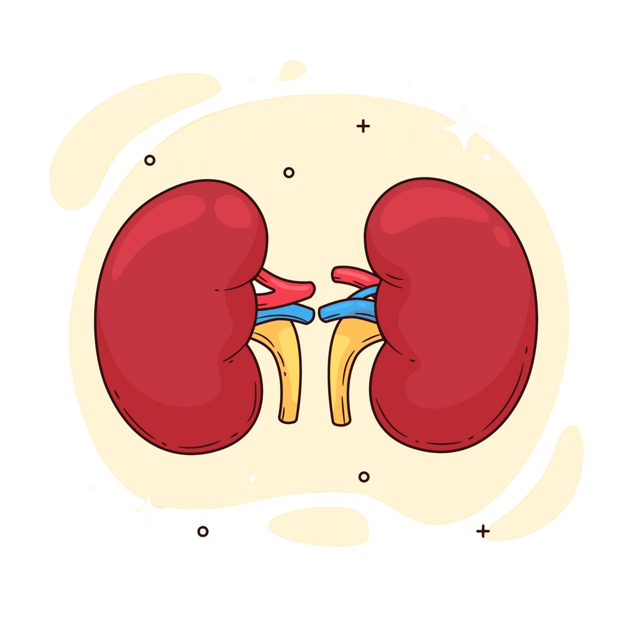 Kidney home dr shahbaz clipart image