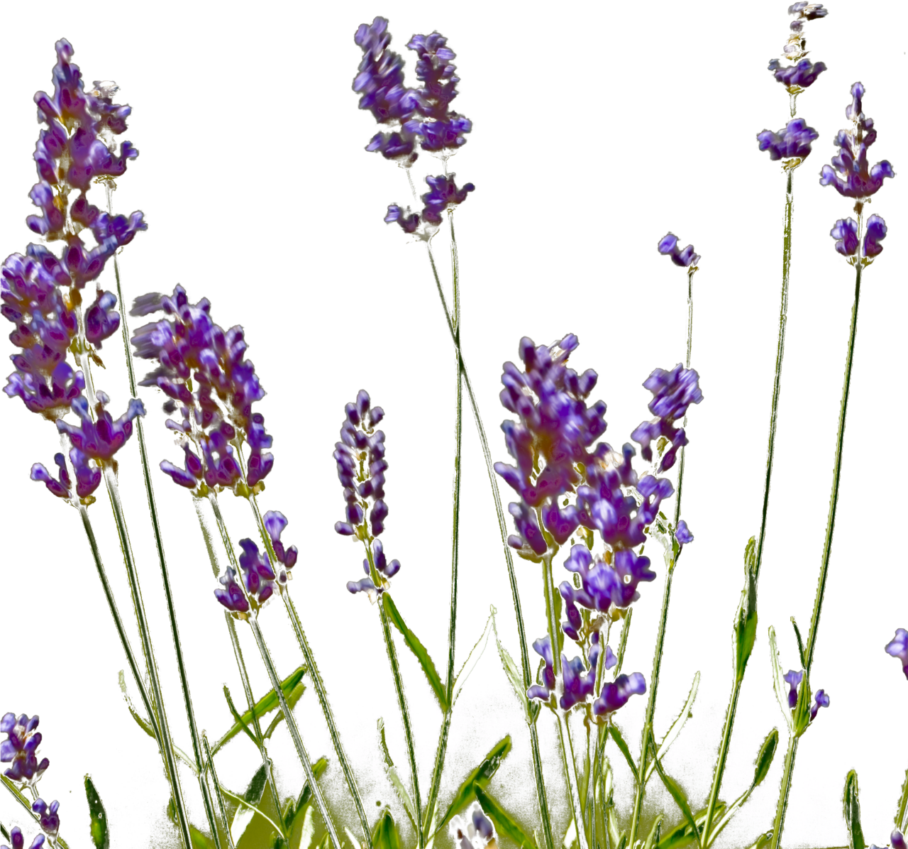 English lavender image with no background clipart