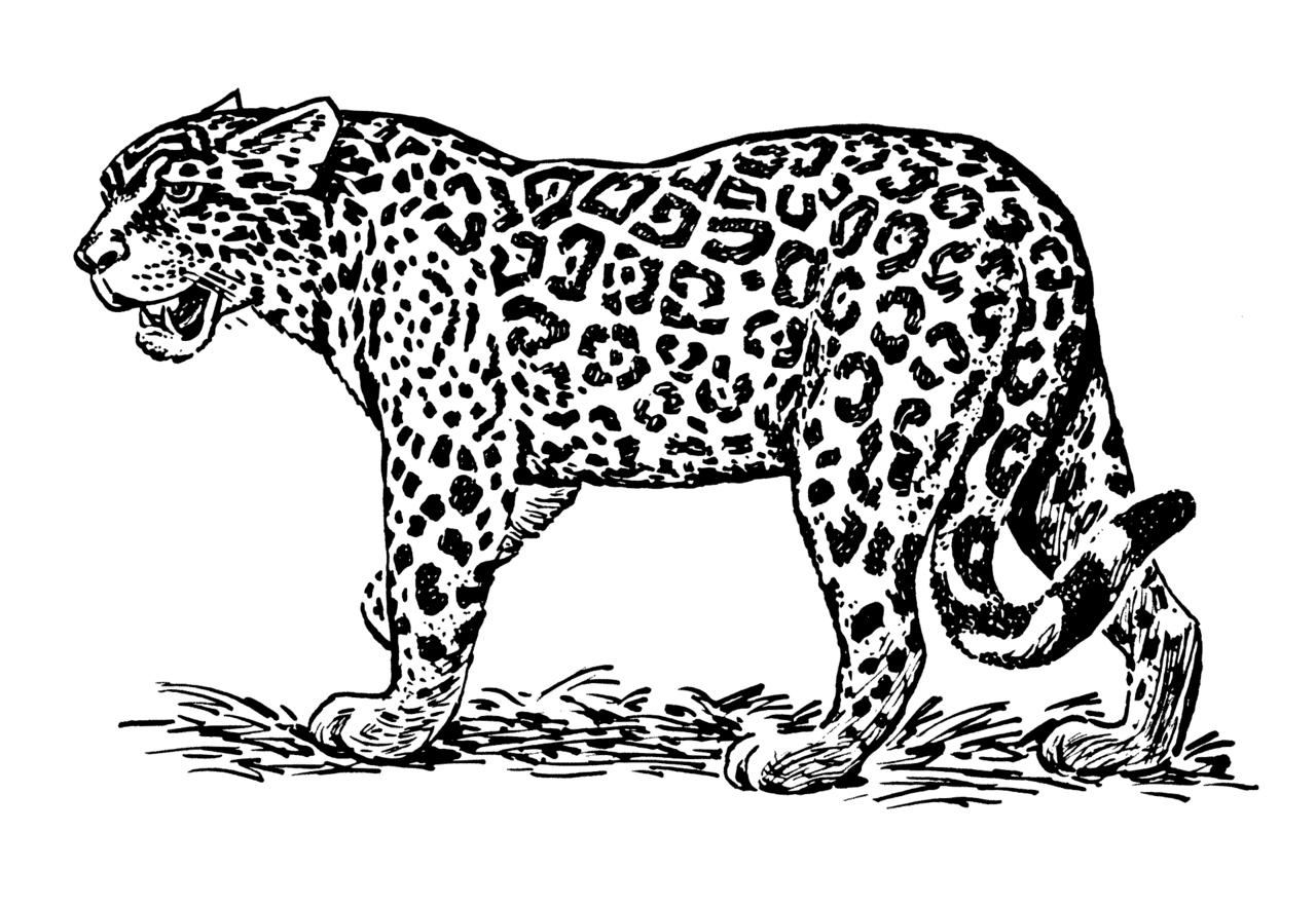 Jaguar vector clipart images 8