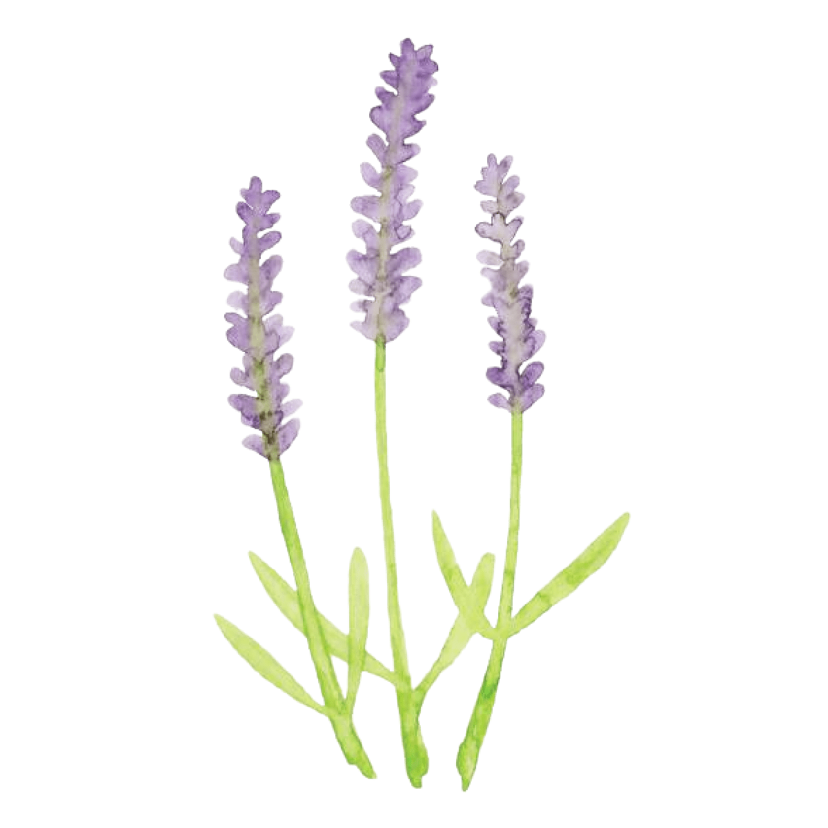 Lavender store hierbas flores clipart background