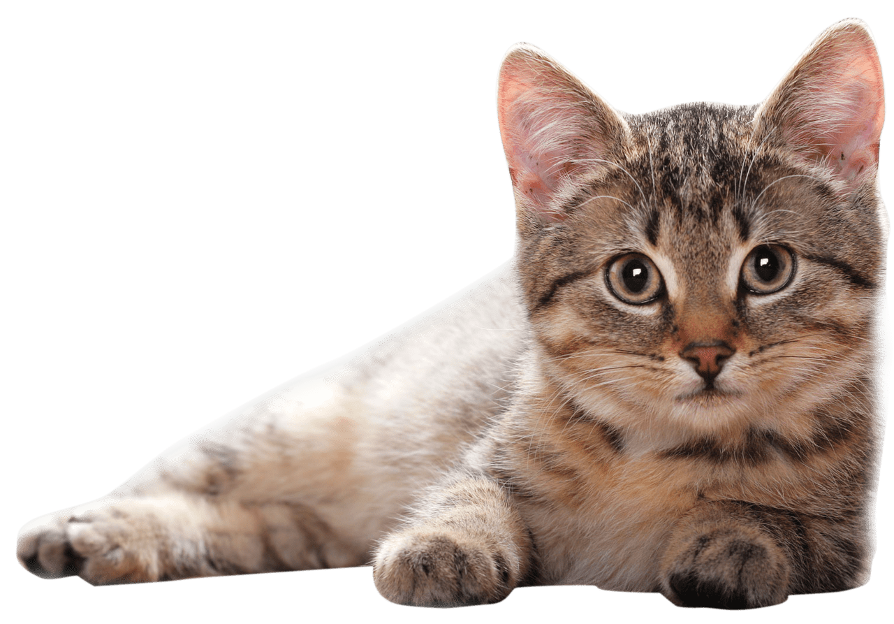 Laying kitten image size clipart