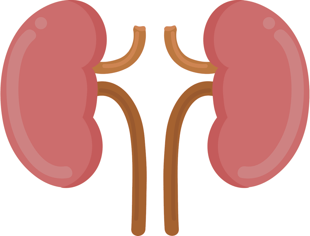 Kidney vector clipart images 3