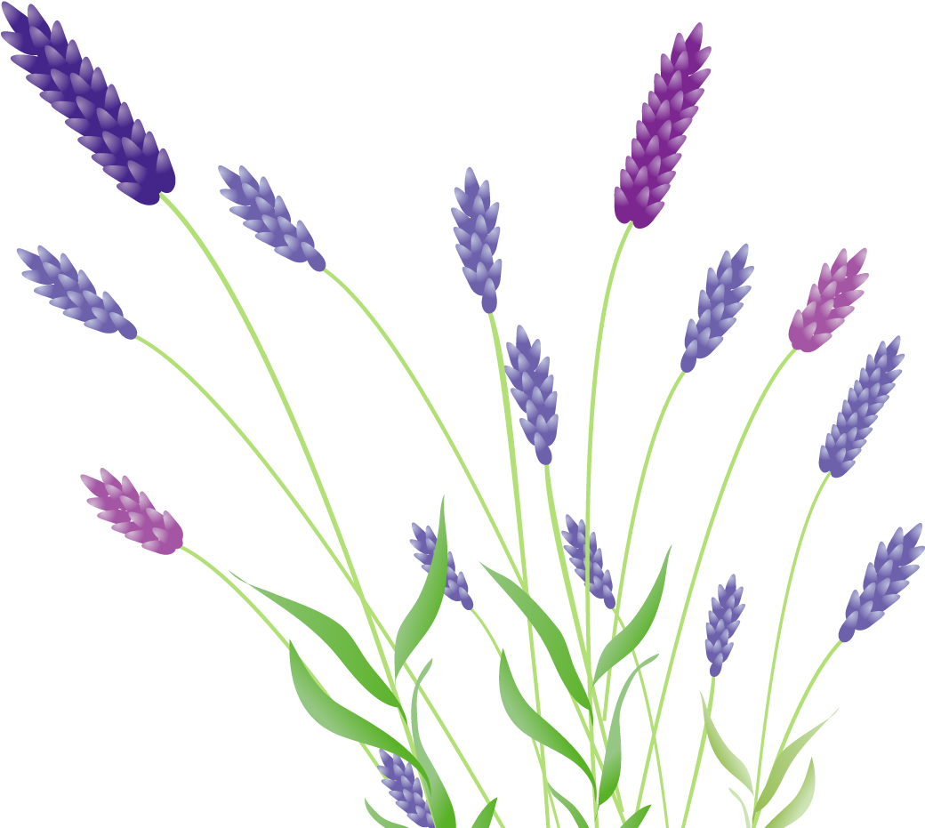 Colorful lavender clipart clip art