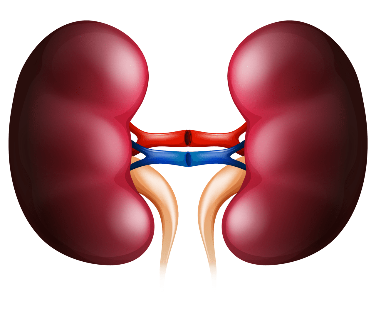 Human being two kidney clipart photo