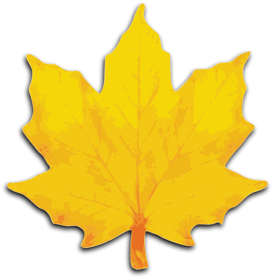 Maple leaf vector clipart images line