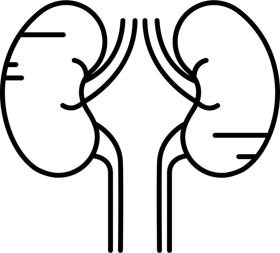 Human kidney black and white clipart large size image