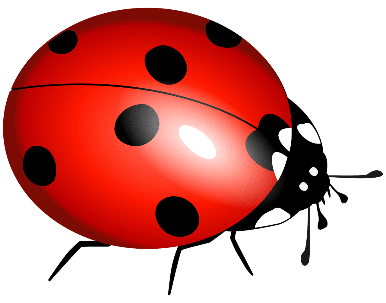 Lady beetle ladybug vector clipart images