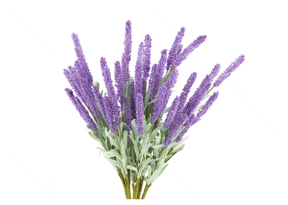 Lavender plant images vector clipart