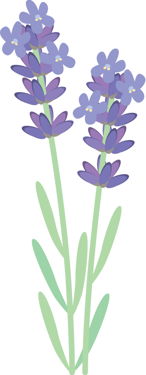 Lavender flower vector clipart images