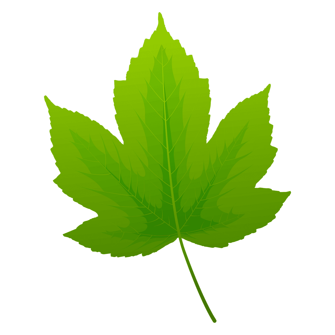 Maple leaf field spring vector clipart images