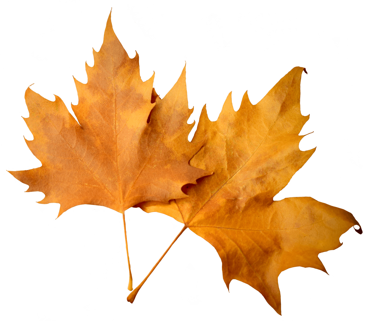 Maple leaf fall clipart background