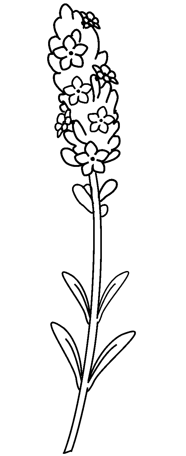 Lavender traceable heraldic art clipart transparent