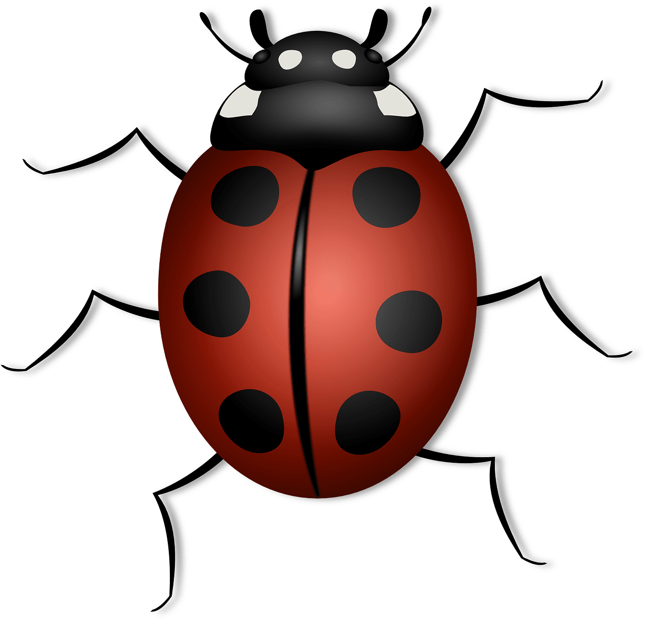 Lady beetle over ladybug vectors clipart