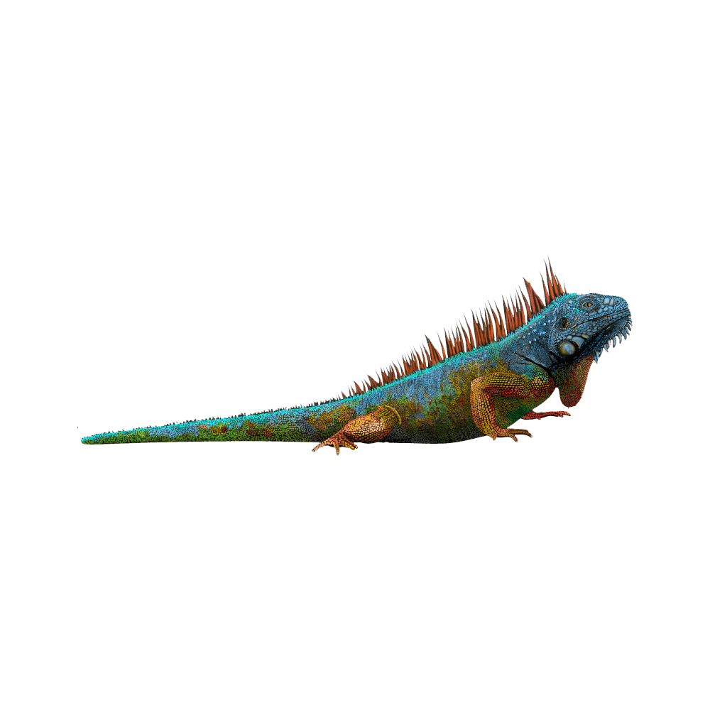 Green iguana images hd photo clipart