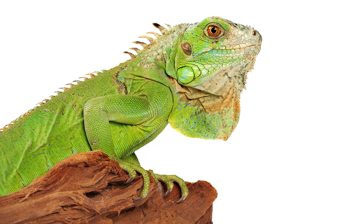 Iguana image size clipart 3